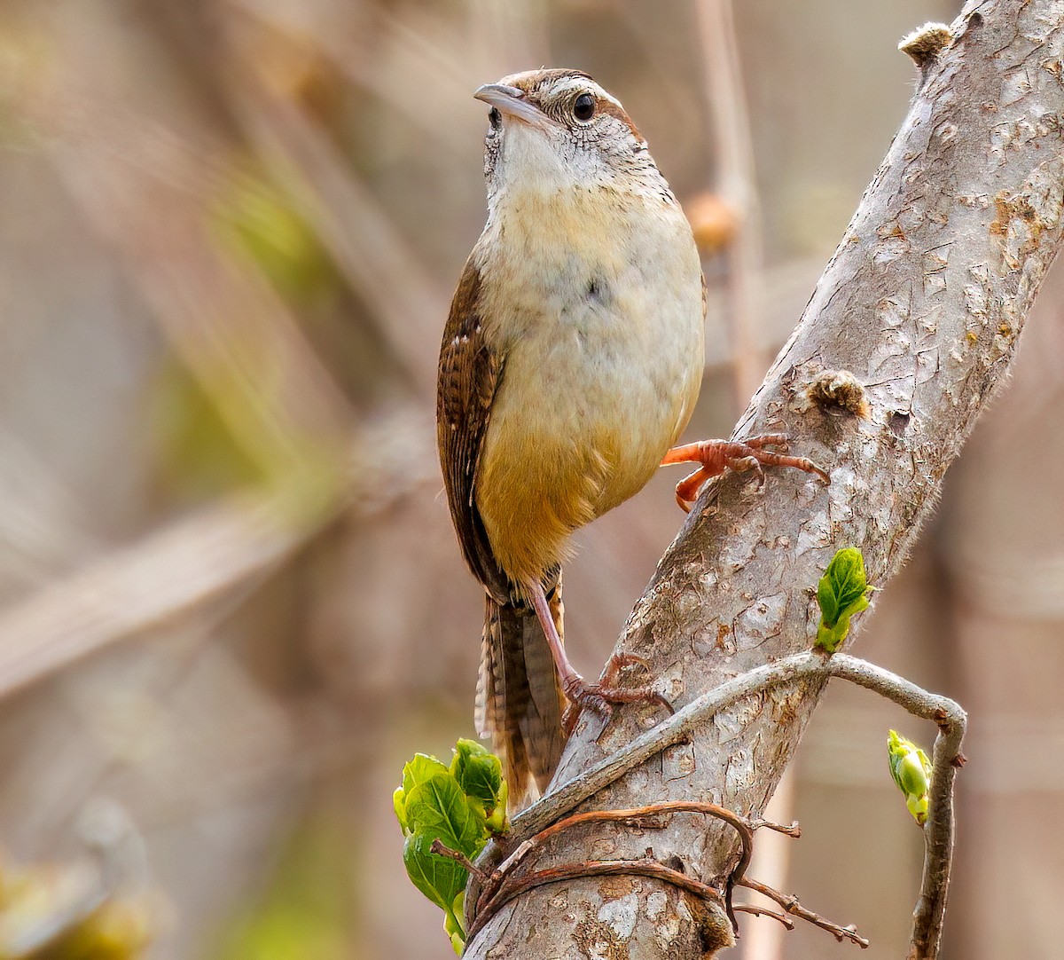 Carolina Wren - Debbie Lombardo