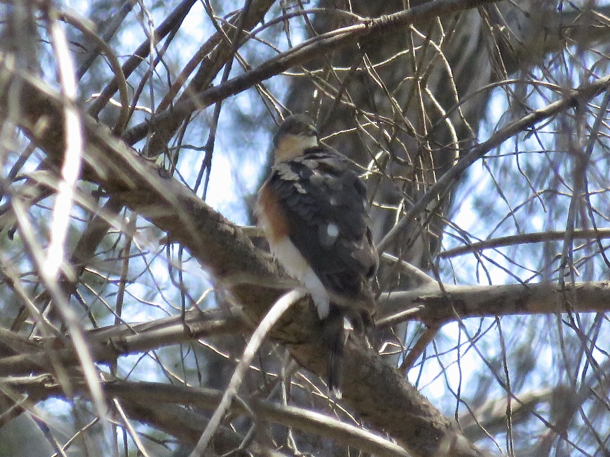 Rufous-breasted Sparrowhawk - ML618072786