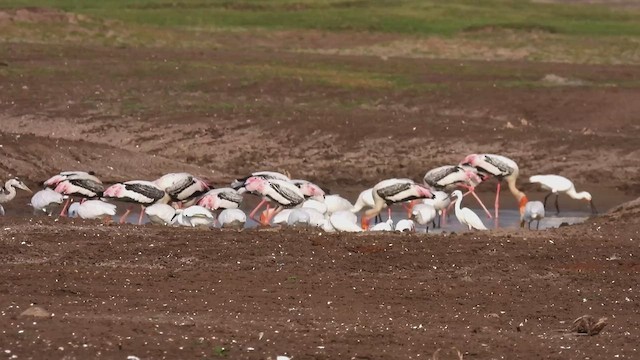 Painted Stork - ML618072791