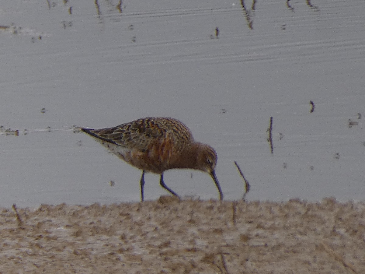 Curlew Sandpiper - Xavi Andrés-Loire