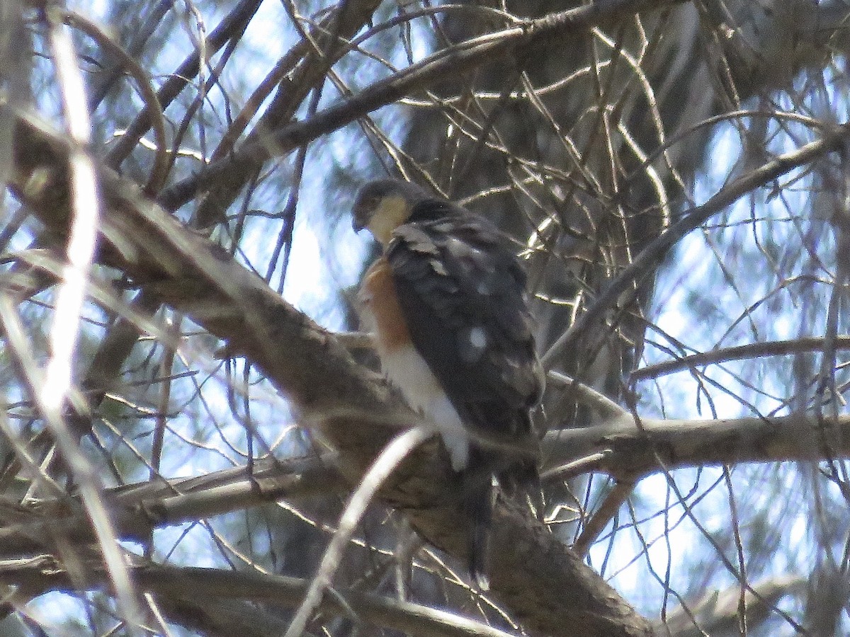 Rufous-breasted Sparrowhawk - Simon Pearce