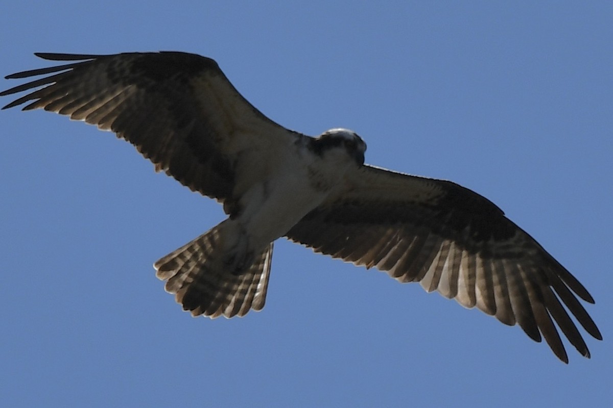 Águila Pescadora - ML618072798