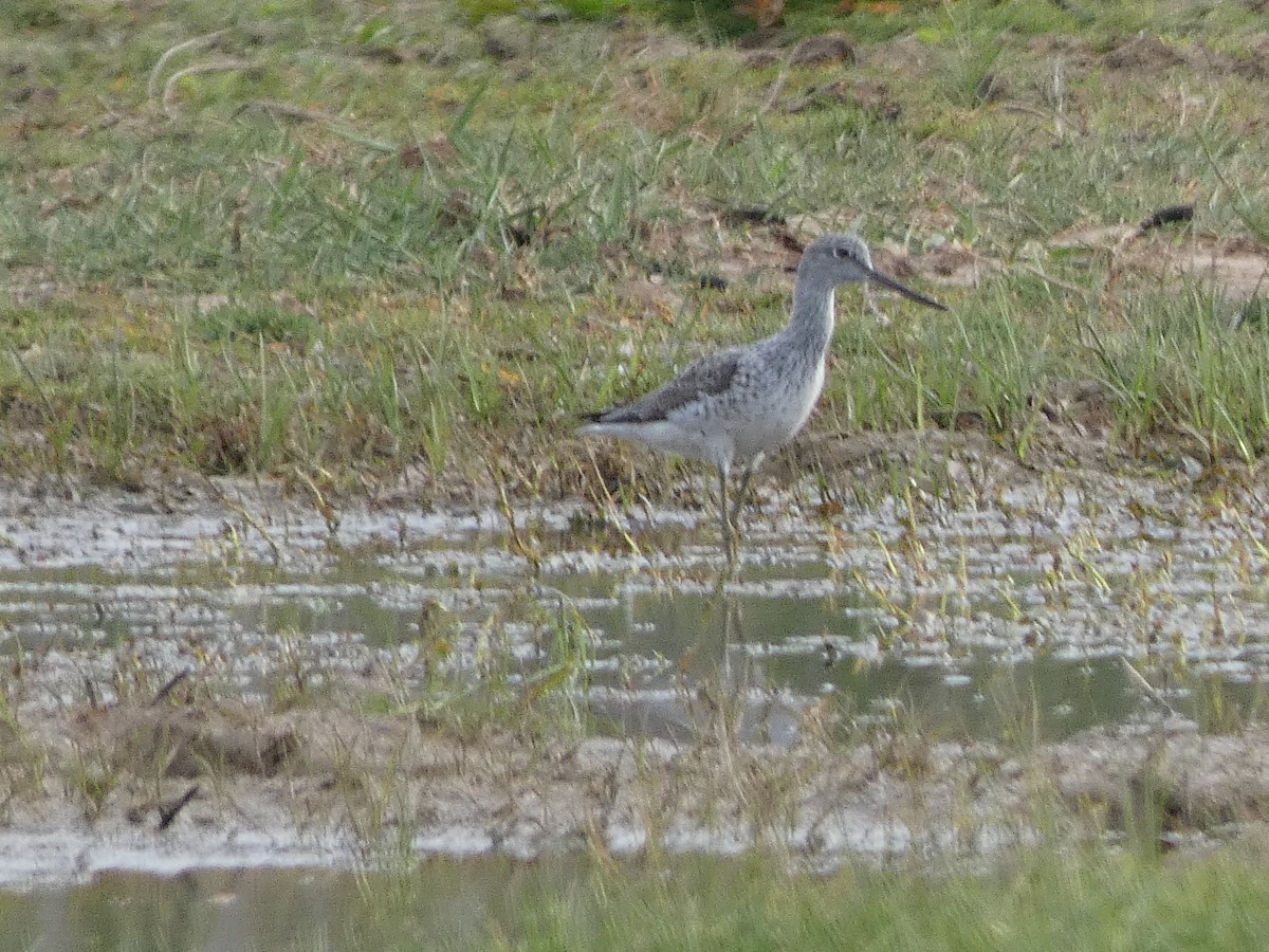 Common Greenshank - Xavi Andrés-Loire