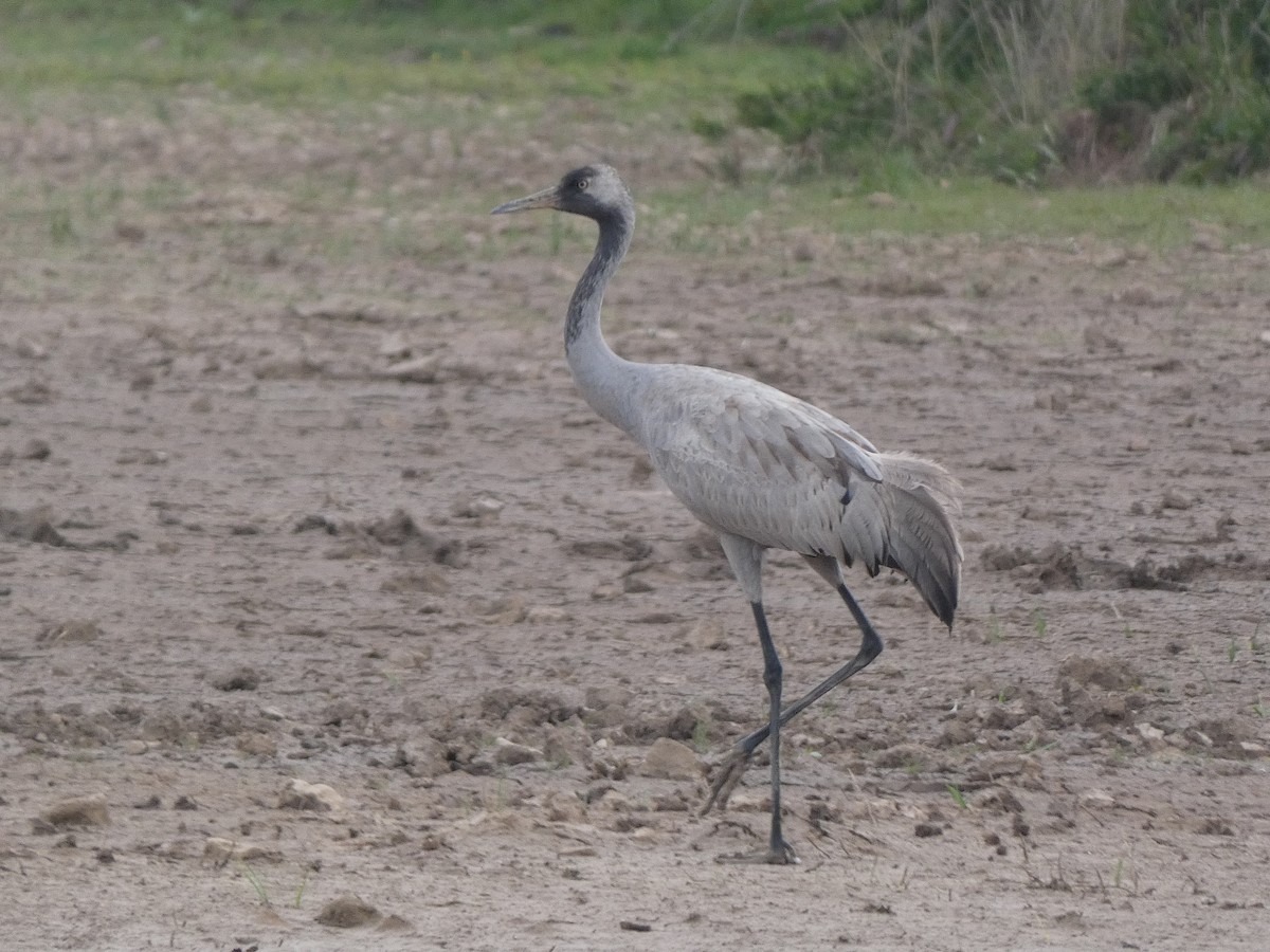 Common Crane - ML618072812