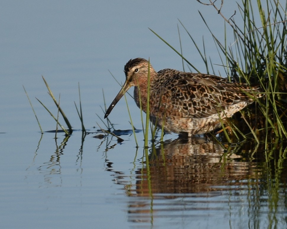 Short-billed Dowitcher - Lynn Kohler