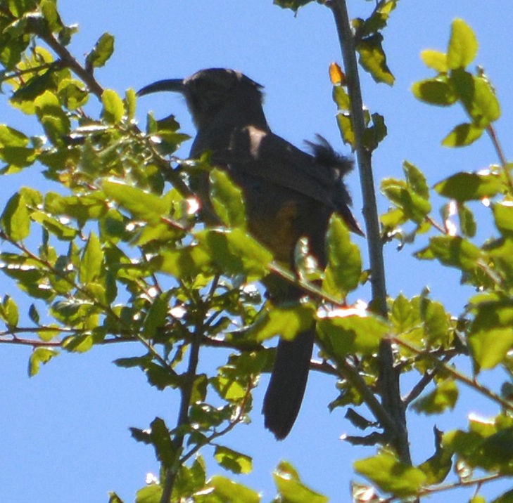 California Thrasher - ML618072827