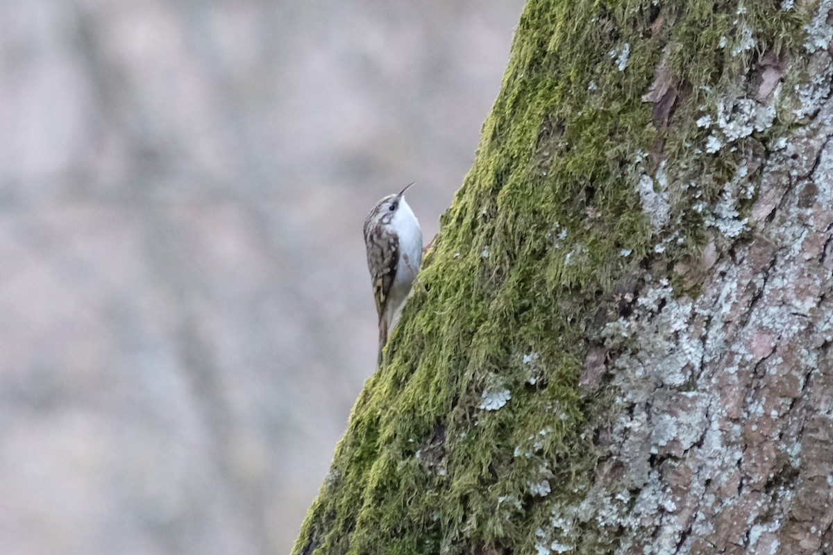 Short-toed Treecreeper - ML618072828