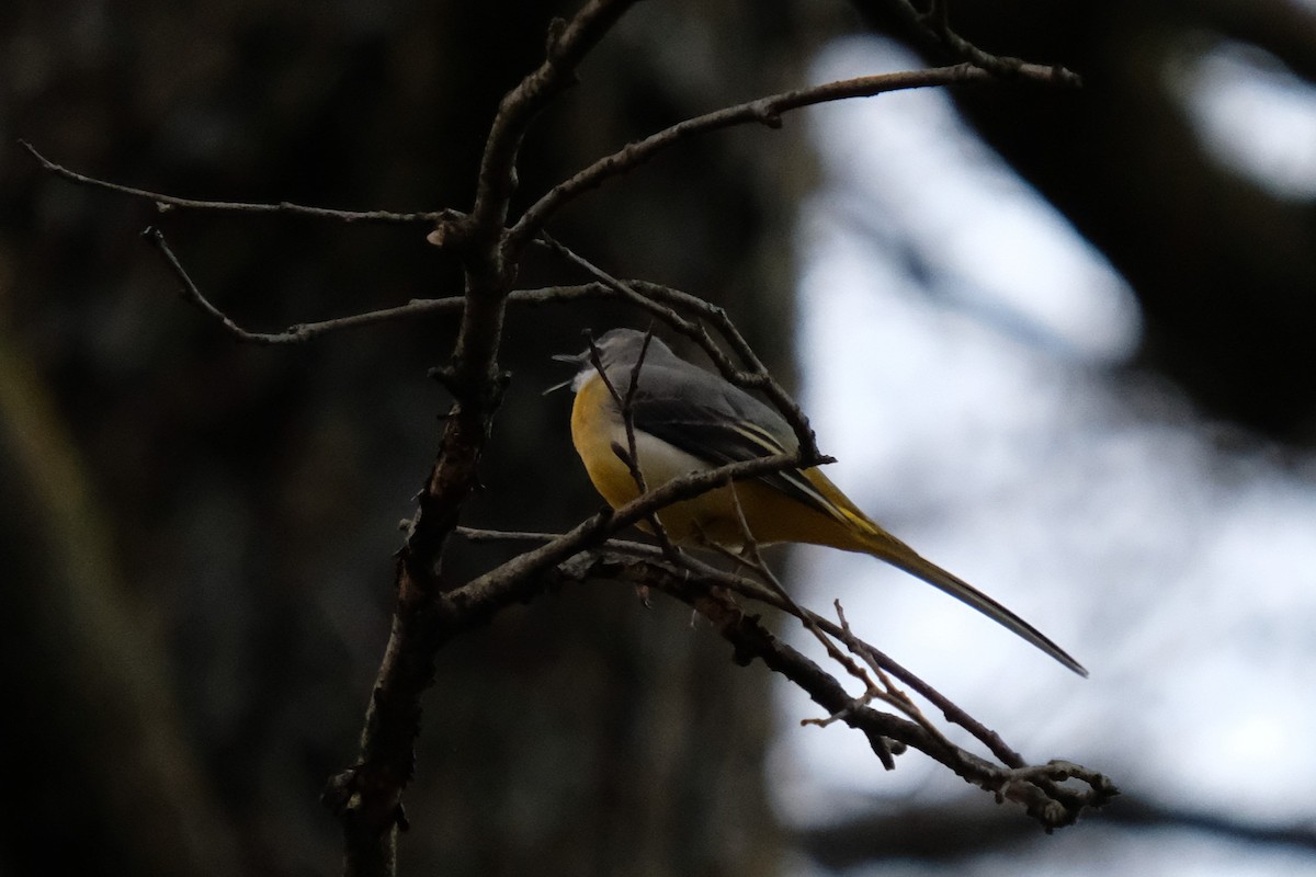 Gray Wagtail - ML618072829