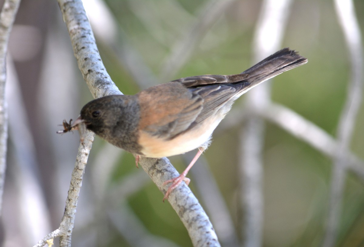 Junco ardoisé (groupe oreganus) - ML618072831