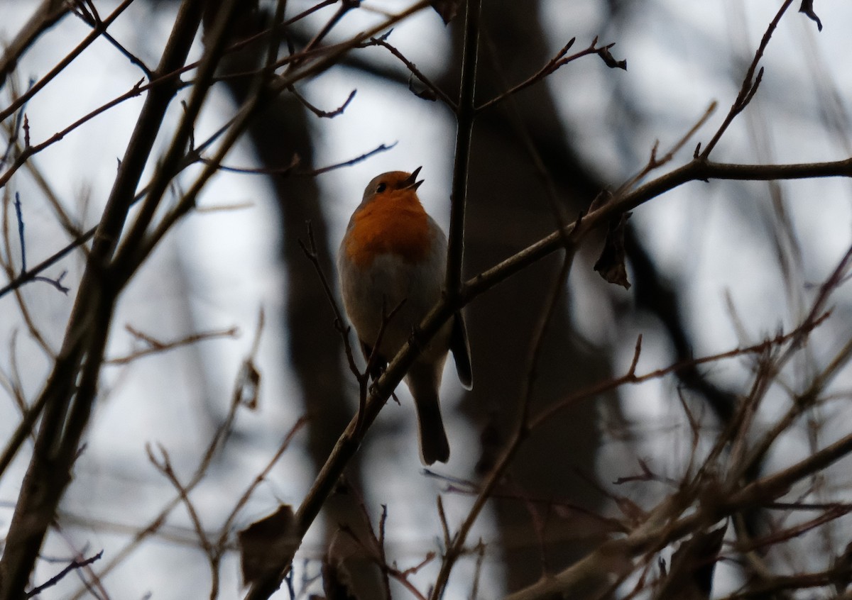 European Robin - ML618072832