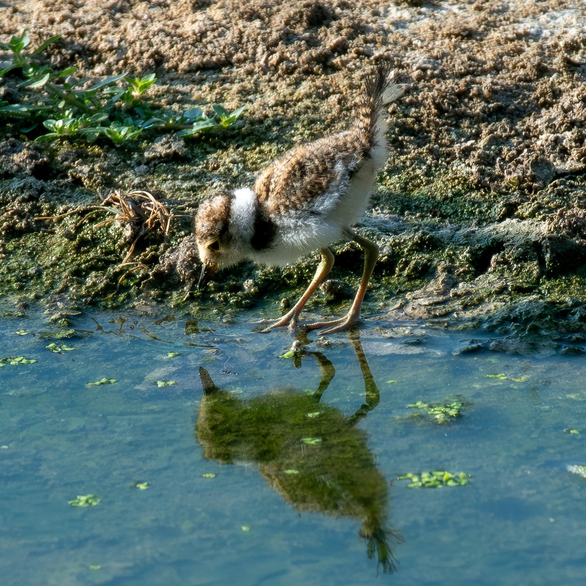 Little Ringed Plover - ML618072834