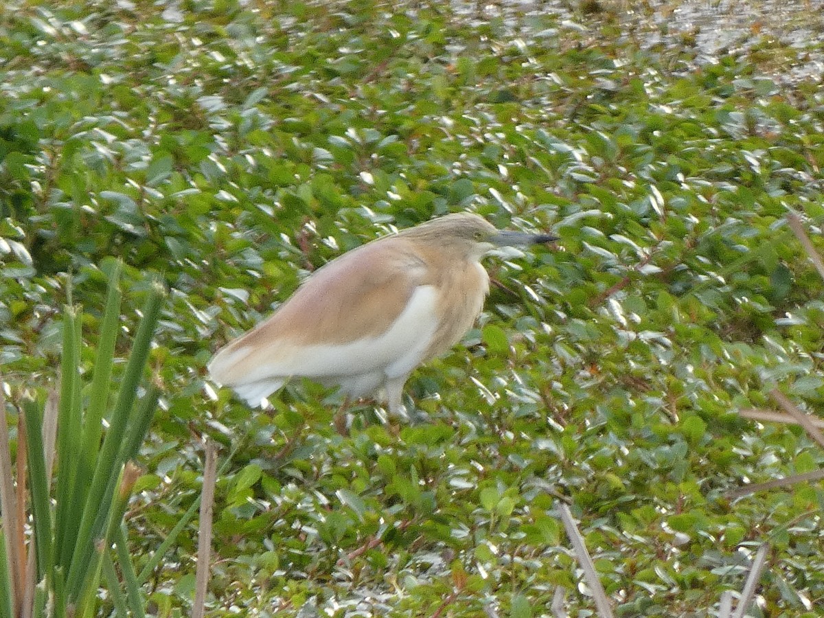 Squacco Heron - Xavi Andrés-Loire