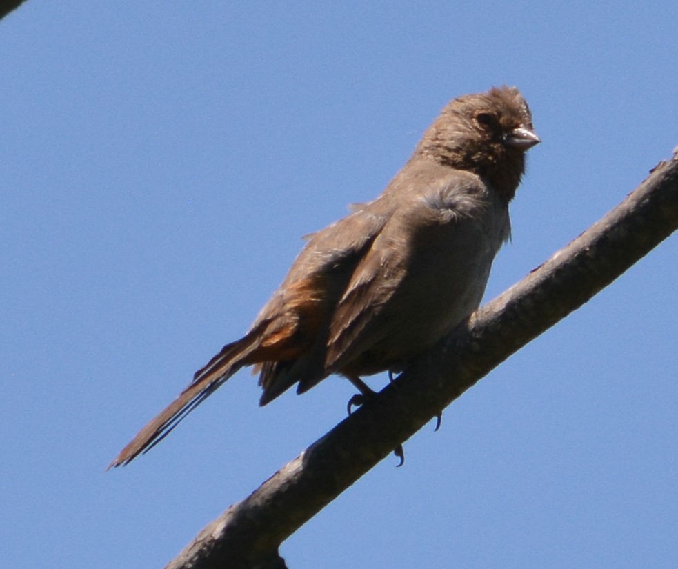 California Towhee - ML618072844