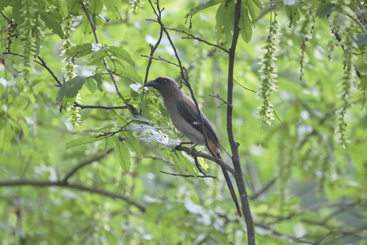 Gray Treepie - Starlit Chen