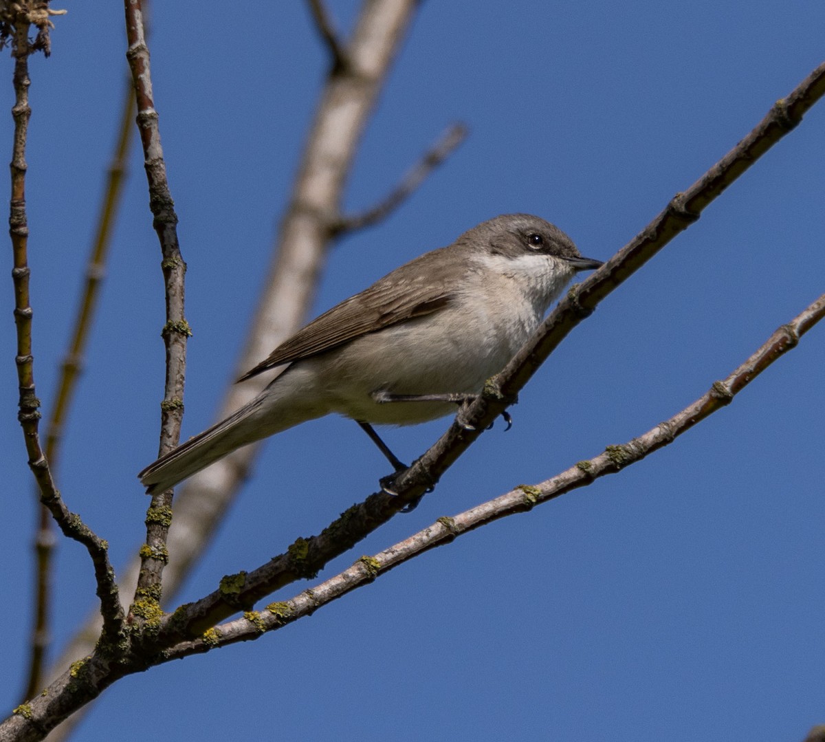 Lesser Whitethroat - Bartłomiej Stankiewicz