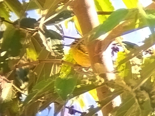 Negros Leaf Warbler - ML618072879