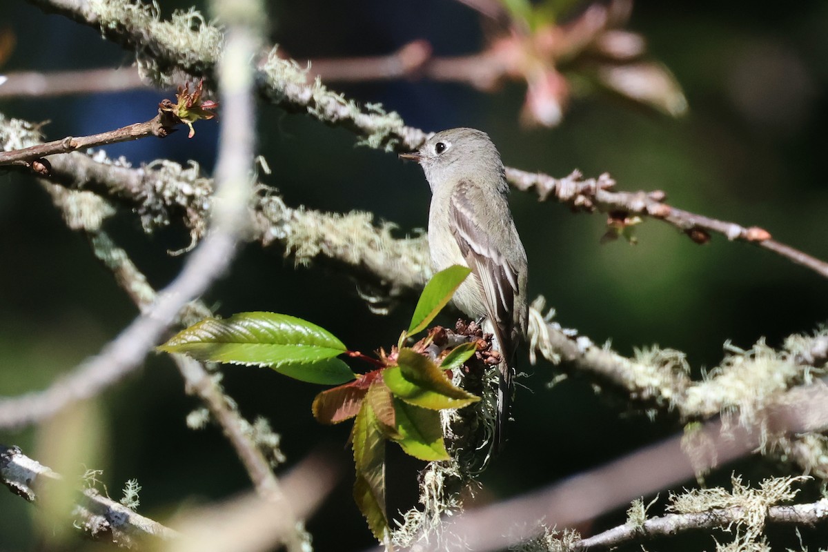 Hammond's Flycatcher - Paul Gorday