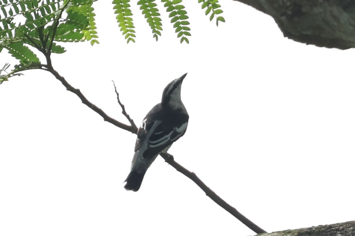 Pied Triller - Peter Christiaen