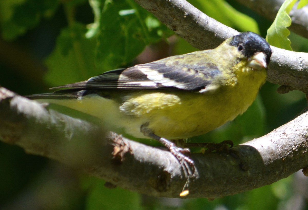 Lesser Goldfinch - ML618072891