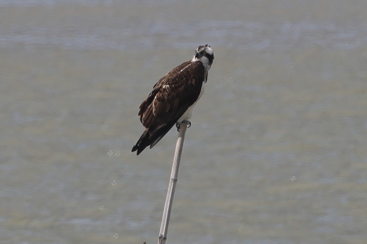 Balbuzard pêcheur (haliaetus) - ML618072893