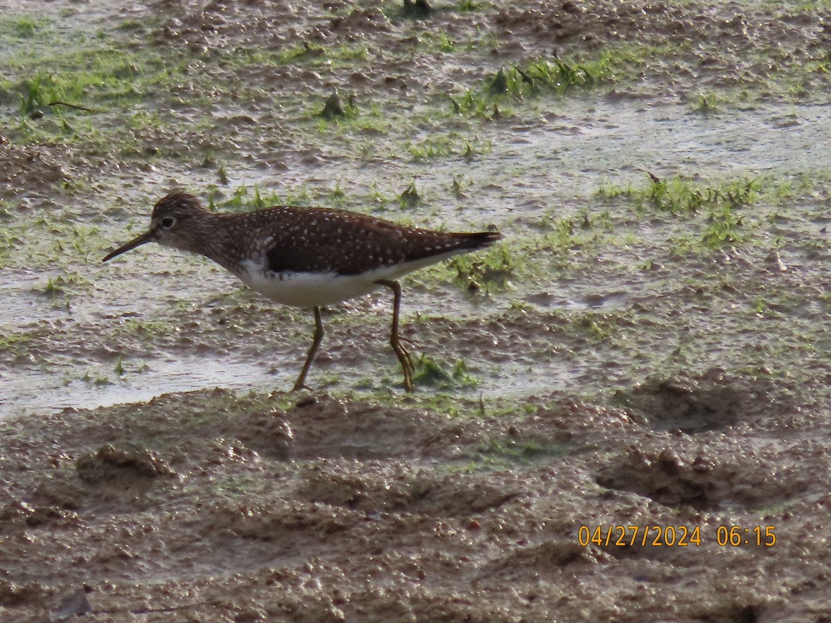 Solitary Sandpiper - Leon Book