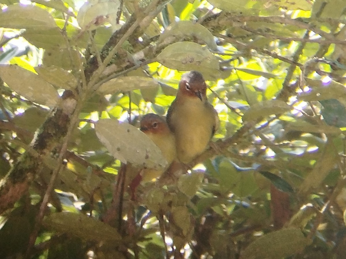 Chestnut-faced Babbler - ML618072910