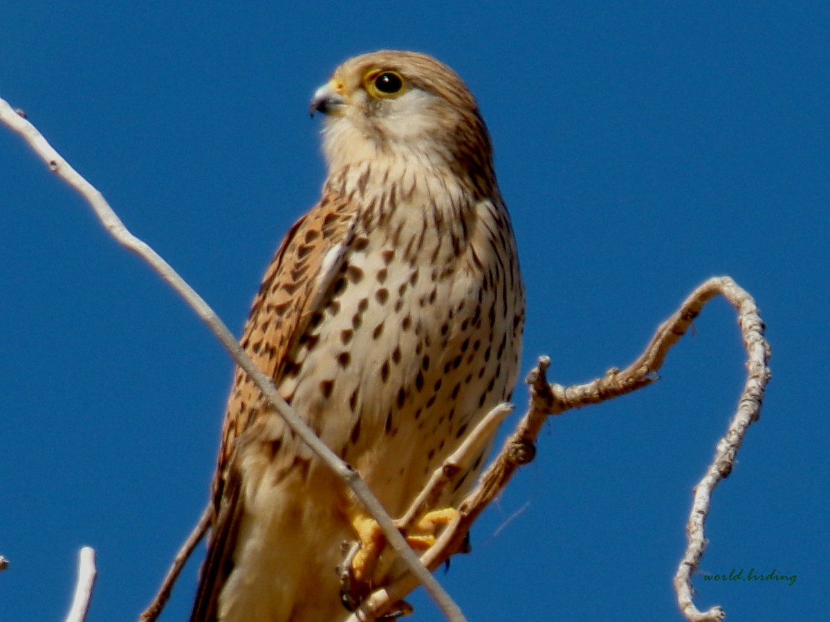 Eurasian Kestrel - Joan Albalat Abella