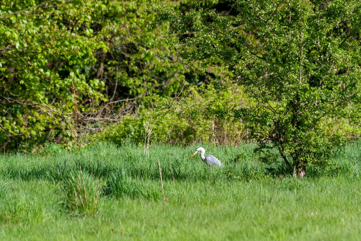 Gray Heron (Gray) - ML618072982