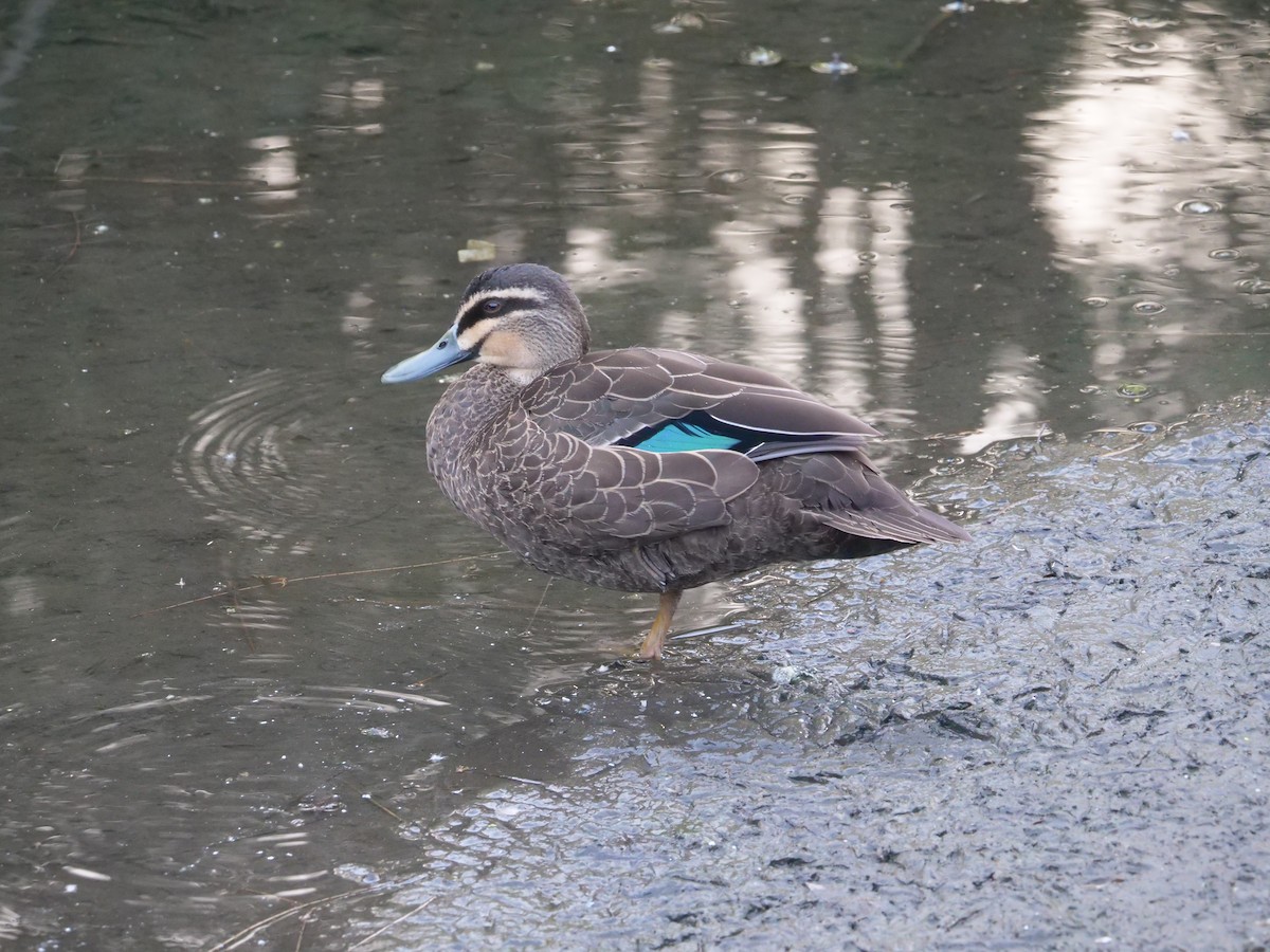 Pacific Black Duck - Frank Coman