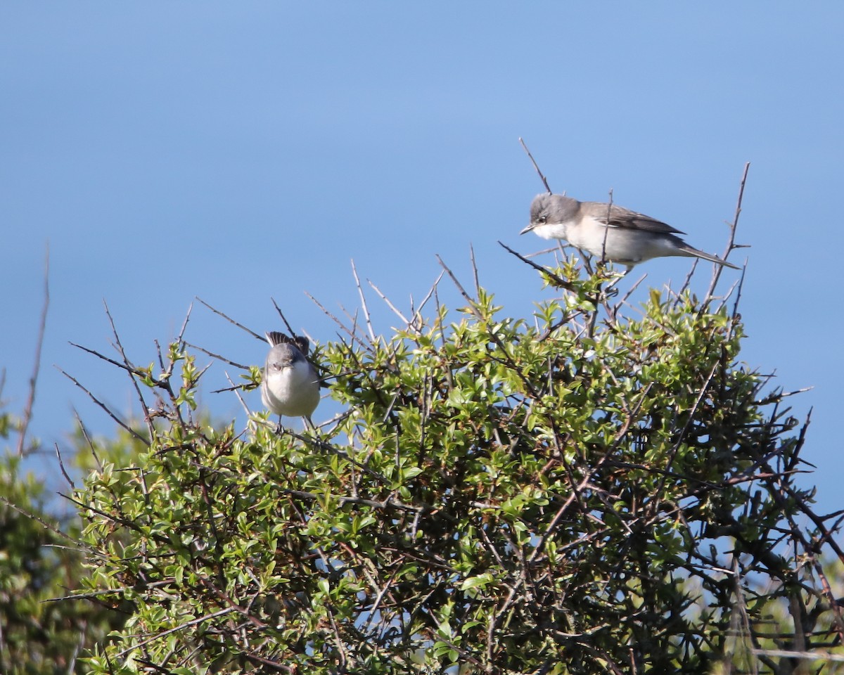 Lesser Whitethroat - Gaëtan Canon