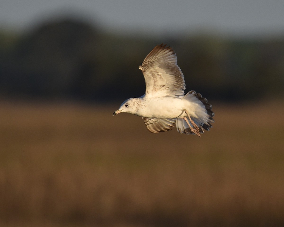 Ring-billed Gull - Lynn Kohler