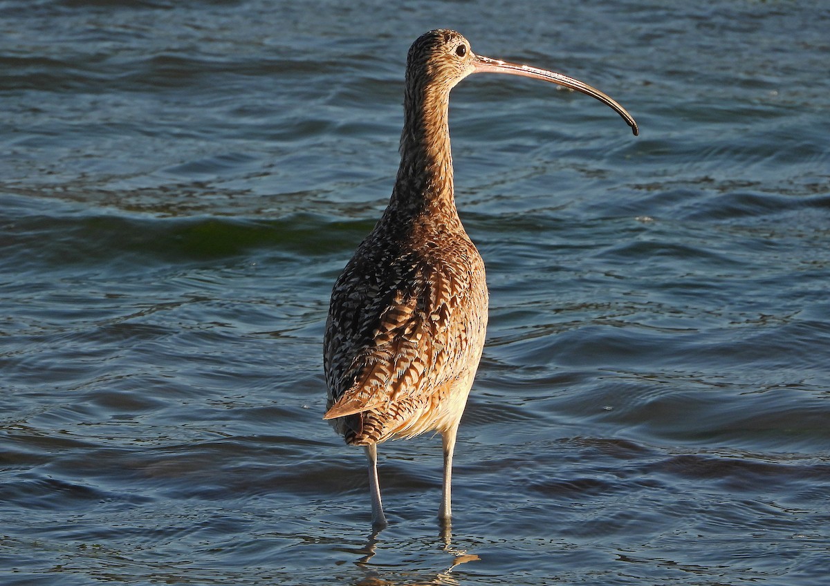 Long-billed Curlew - Paul Lewis