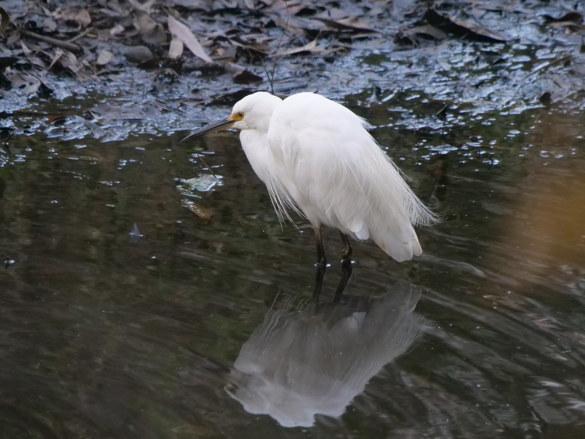 Little Egret - Frank Coman