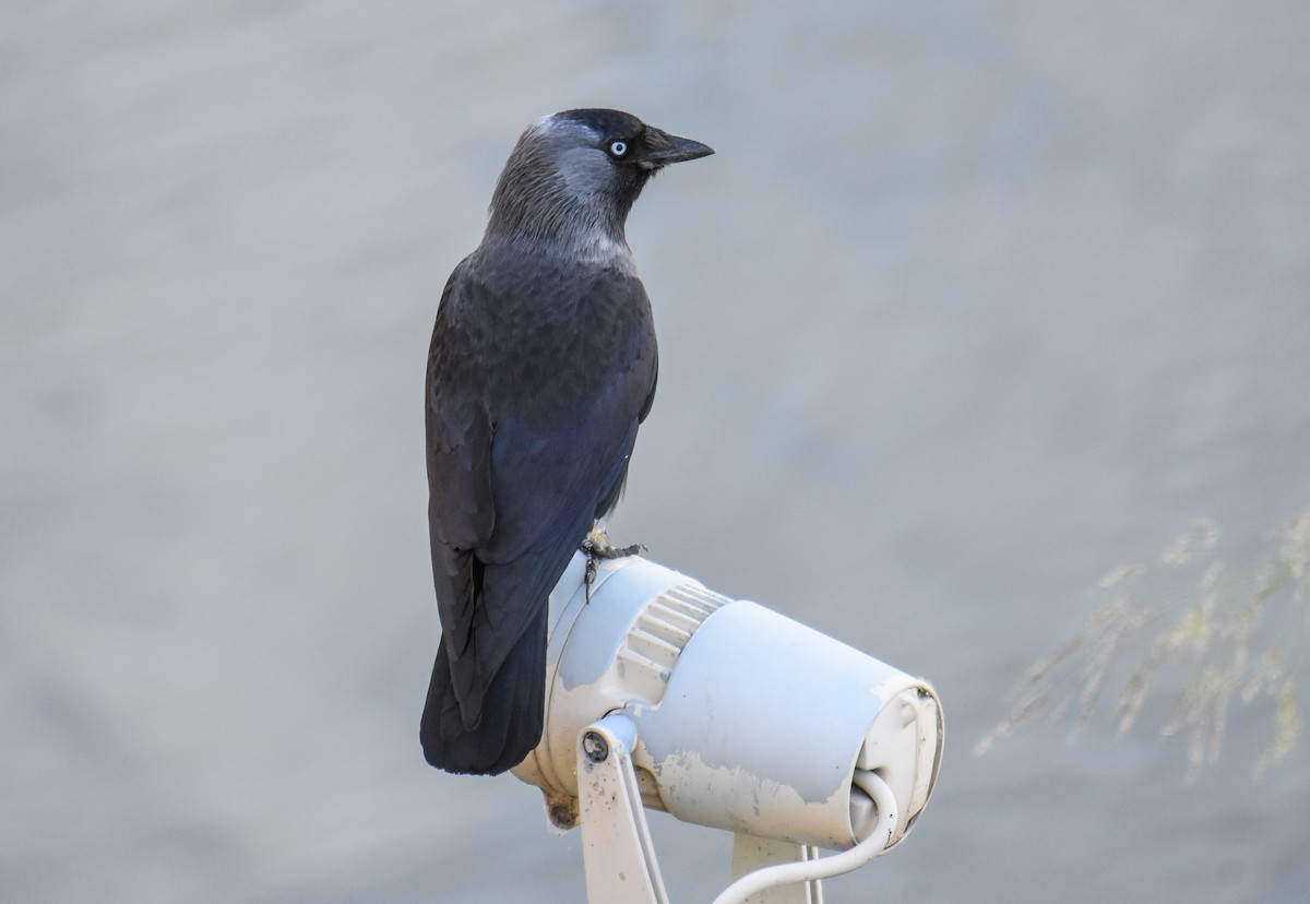 Eurasian Jackdaw - ML618073009