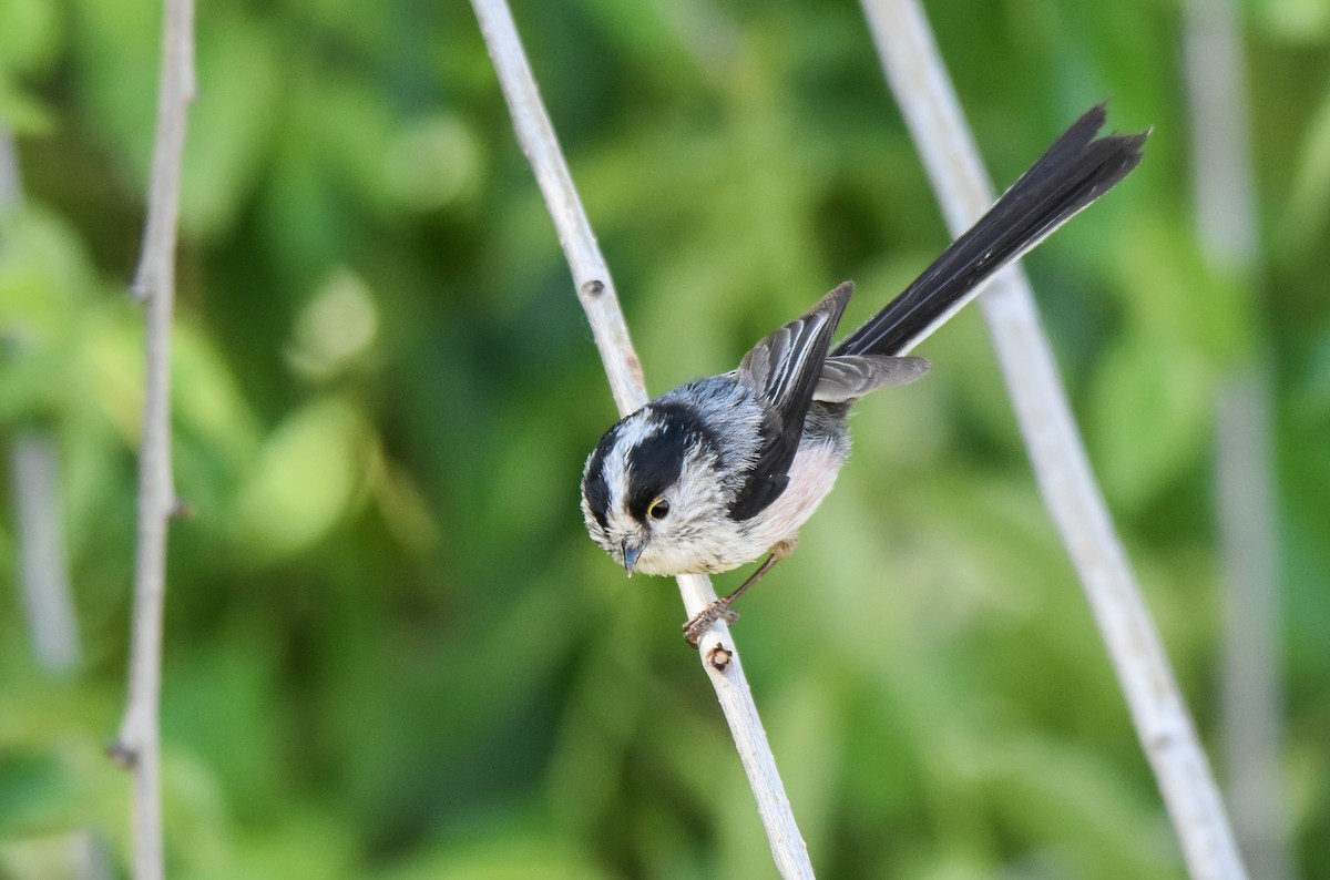 Long-tailed Tit - ML618073023