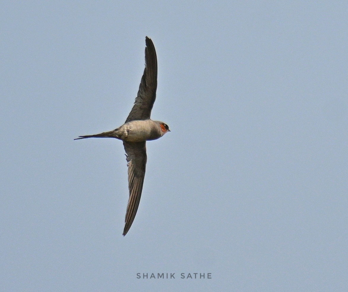 Crested Treeswift - Shamik Sathe