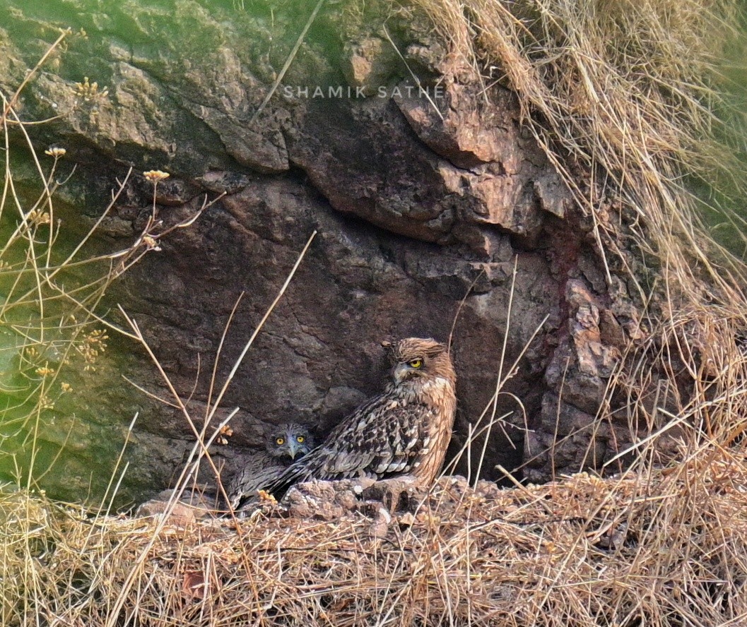 Brown Fish-Owl - ML618073036