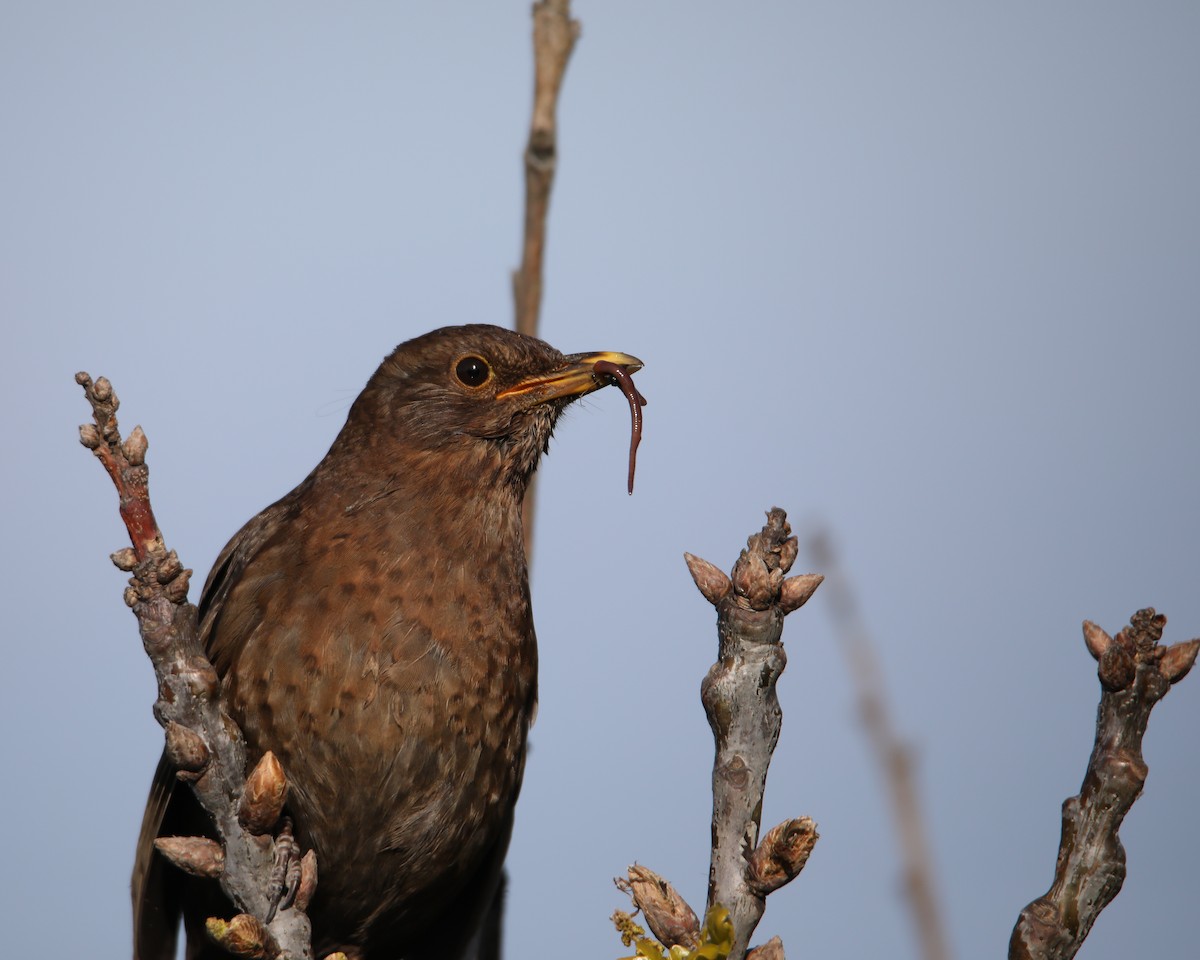 Eurasian Blackbird - ML618073055