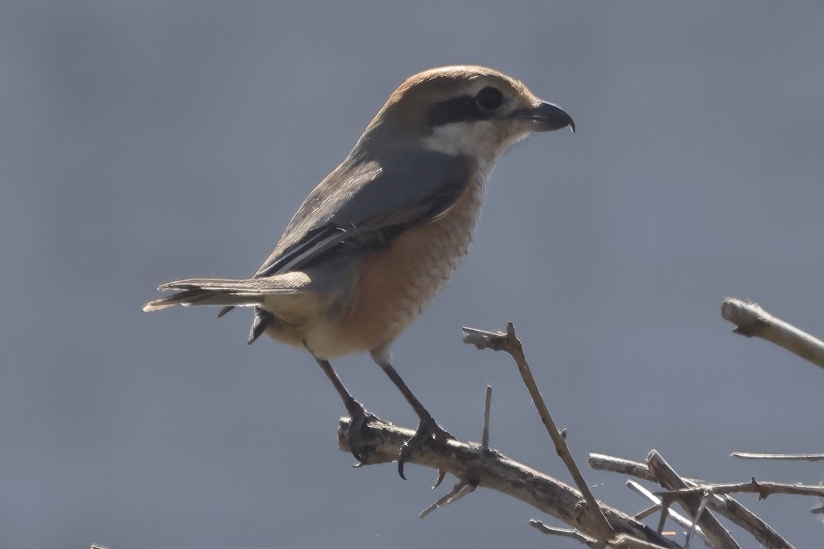 Bull-headed Shrike - ML618073059