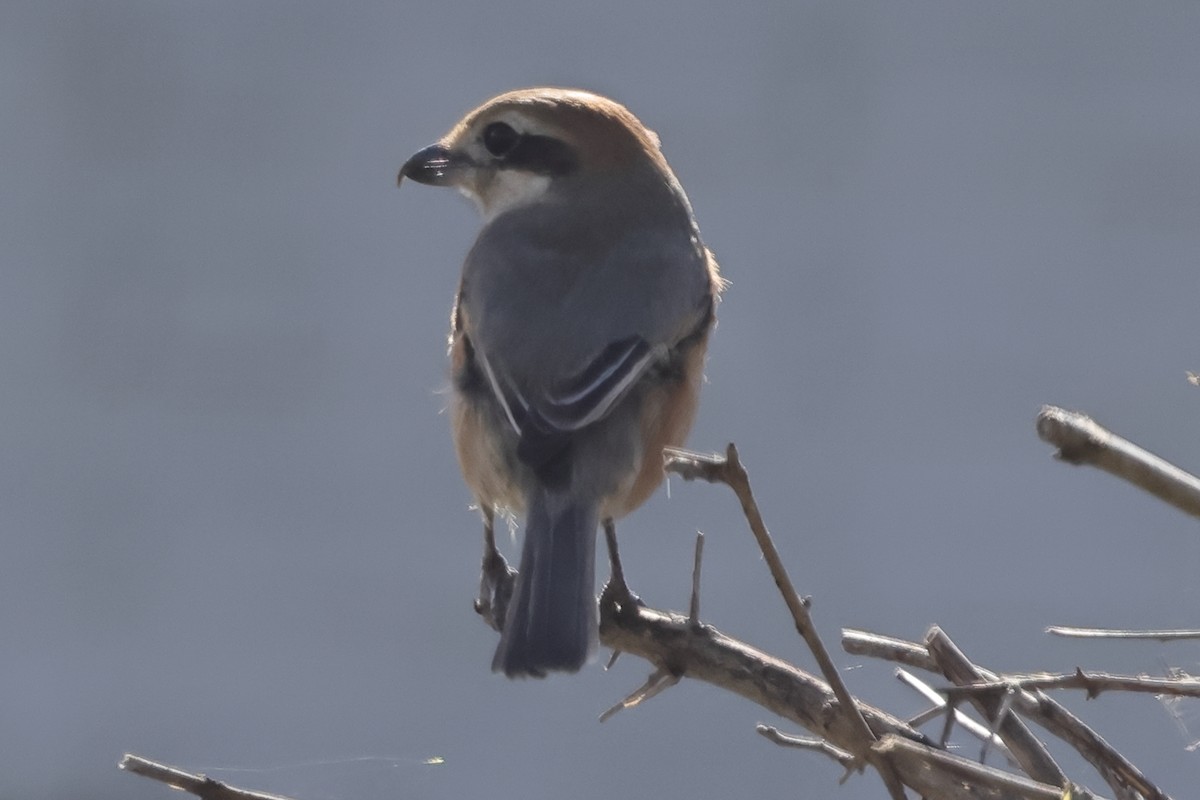 Bull-headed Shrike - ML618073061