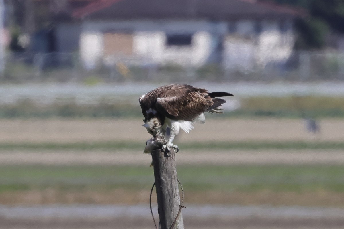 Osprey (haliaetus) - ML618073062