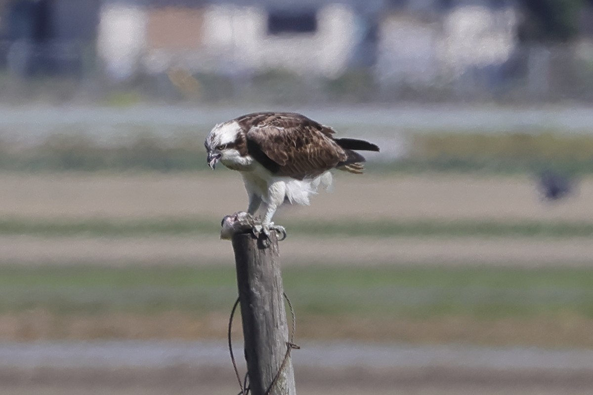 Águila Pescadora (haliaetus) - ML618073064