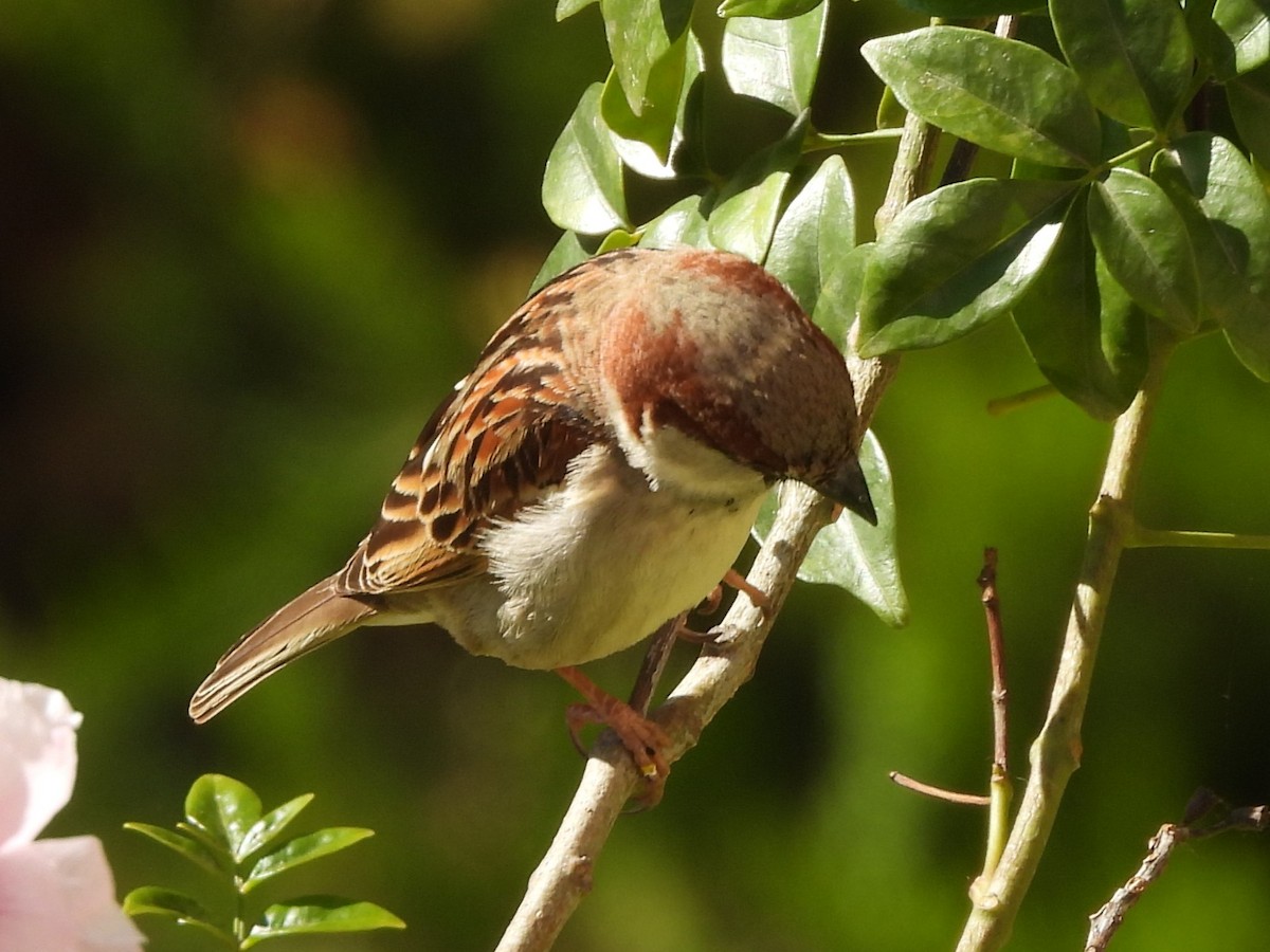 House Sparrow - Emilio Costillo Borrego