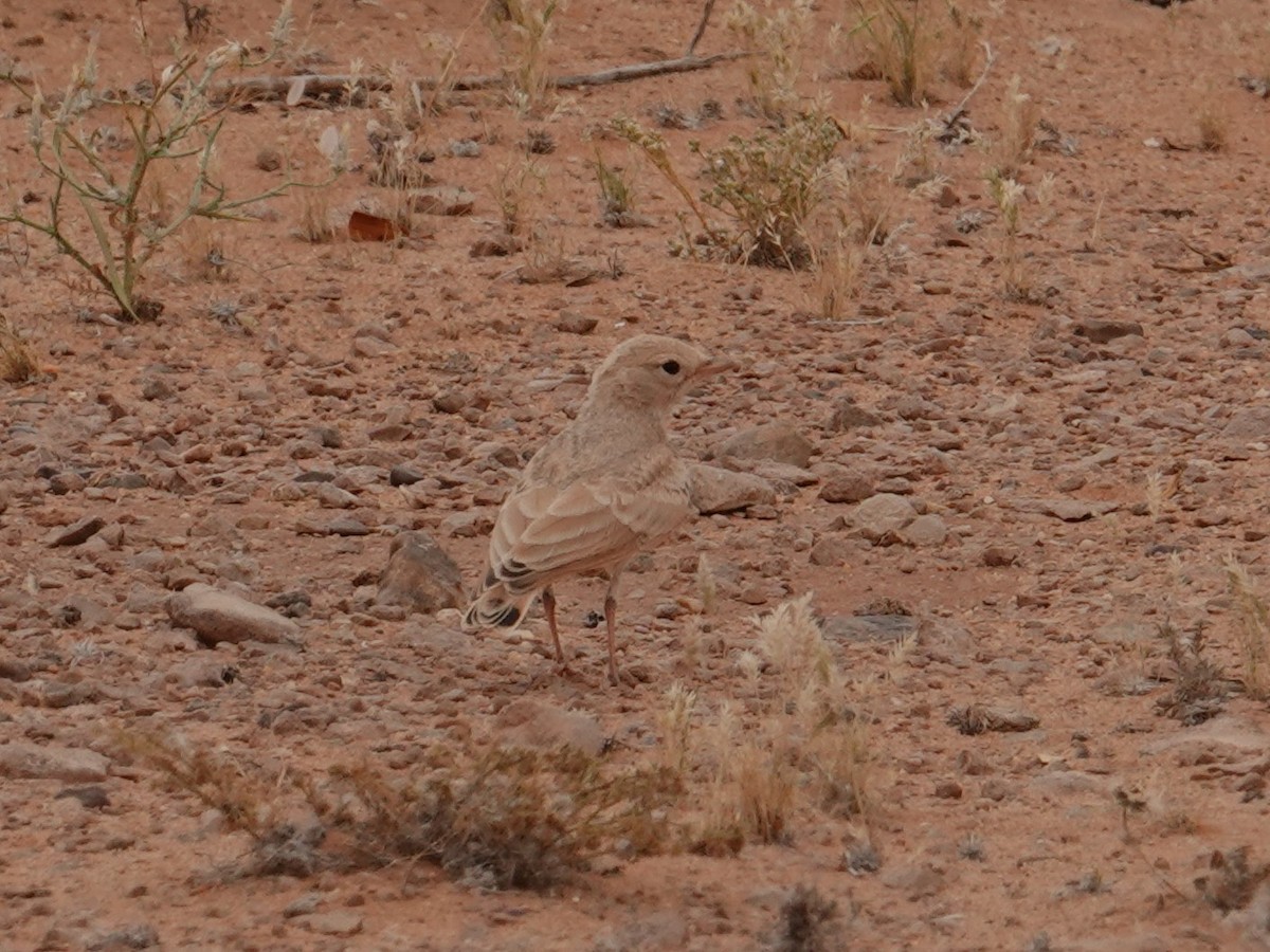 Bar-tailed Lark - Steve Kornfeld