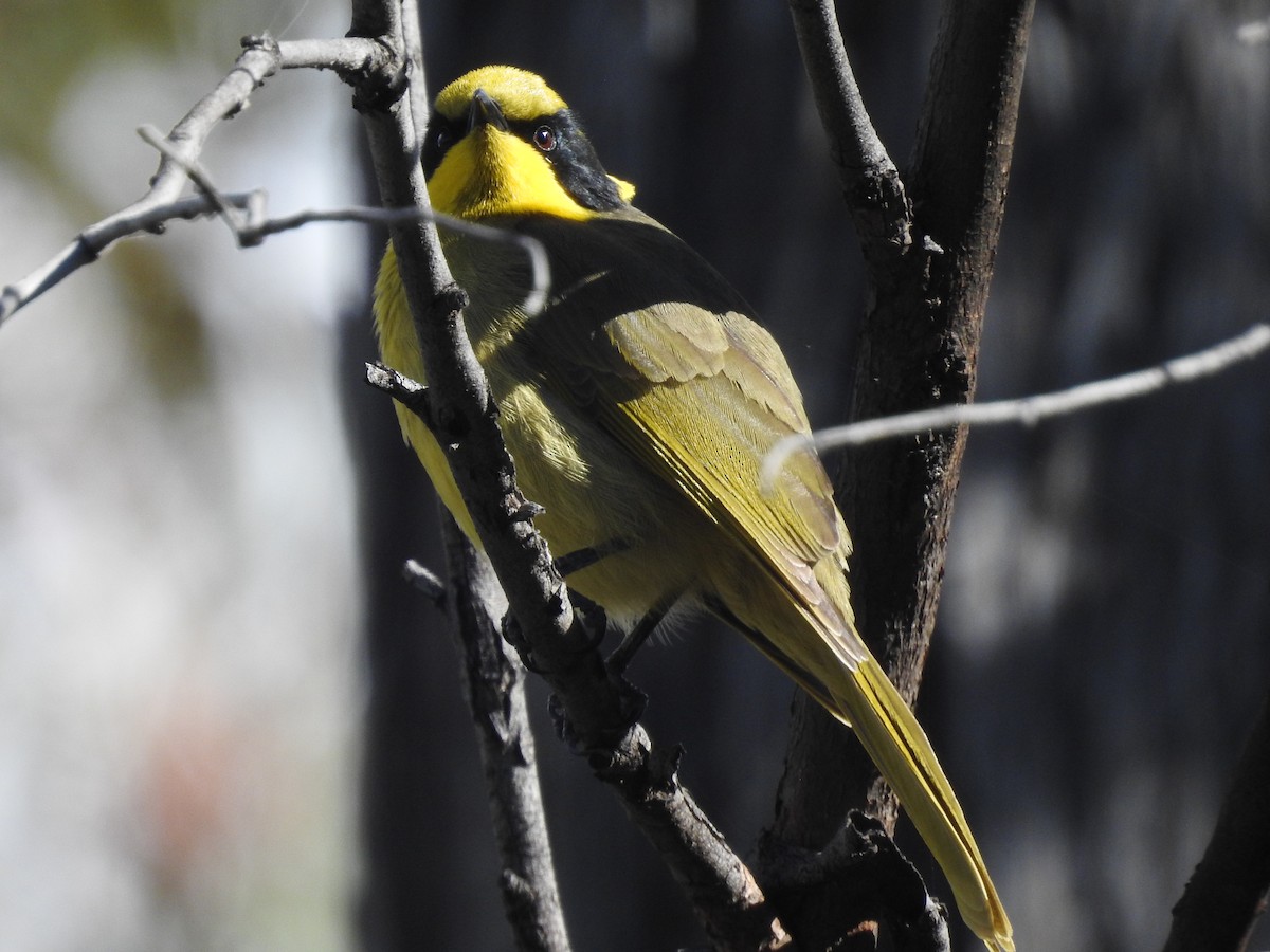 Yellow-tufted Honeyeater - ML618073098