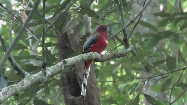 Trogon à tête rouge - ML618073106