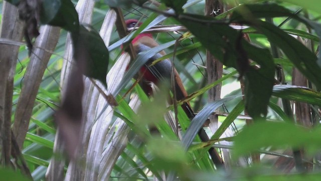 Trogon à tête rouge - ML618073107