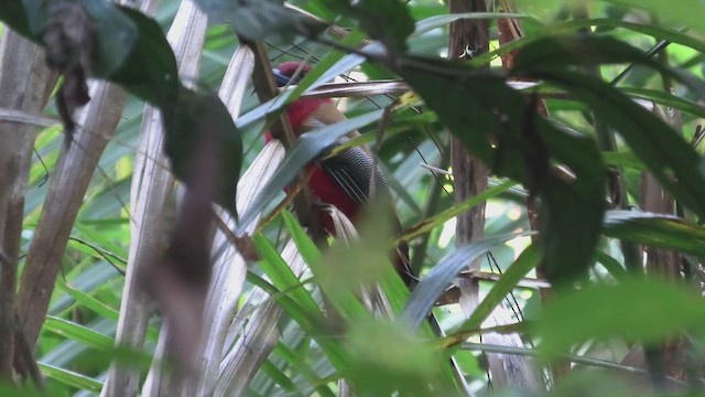 trogon rudohlavý - ML618073108