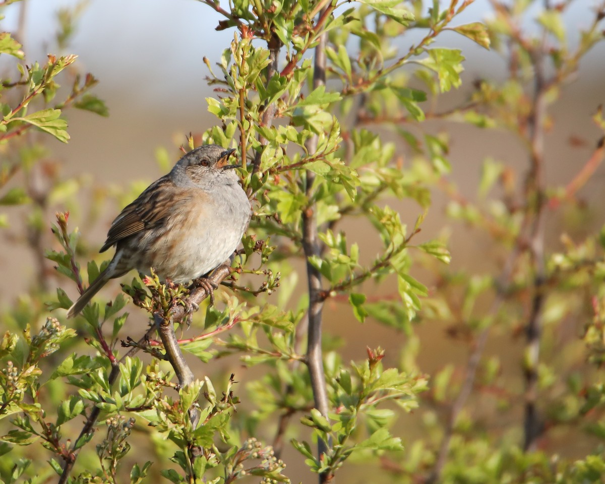 Dunnock - Gaëtan Canon