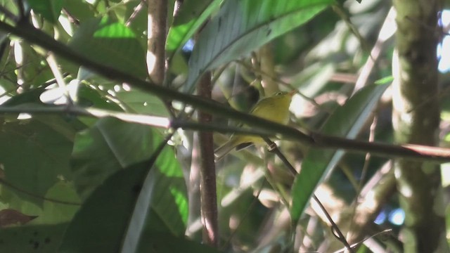 Martens's Warbler - ML618073128